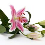 jakie-kwiaty-nadaja-sie-na-pogrzeb